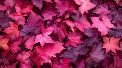 Hot pink fall leaves covering the ground.