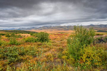 Fototapeta premium Autumn foliage in the Richardson Mountains on the Arctic Circle in the Yukon Territory, Canada