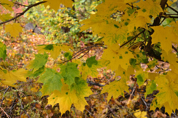 a branch of a maple tree with yellow leaves on it wallpaper