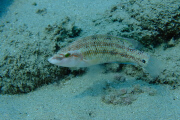 Fototapeta premium East Atlantic peacock wrasse (Symphodus tinca) undersea, Aegean Sea, Greece, Halkidiki, Pirgos beach