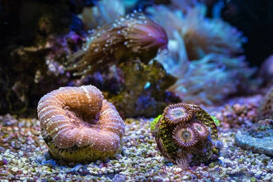 fluorescent lobed brain coral polyp LPS in laminar flow, zoanthus colony on frag plug, gravel substrate bottom, live rock marine aquarium aquadesign, pet for beginner aquarist, LED ultraviolet light