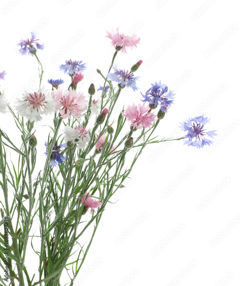 Poster Bouquet of beautiful wildflowers isolated on white