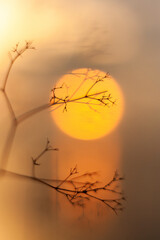 autumn leaves in the forest