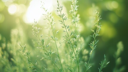 A close up of a type of a green plant.