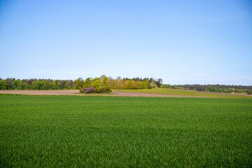 Panoramic view over a field with a row of trees and a hill in the background