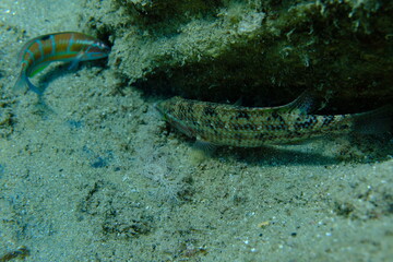 East Atlantic peacock wrasse (Symphodus tinca) undersea, Aegean Sea, Greece, Halkidiki, Pirgos beach