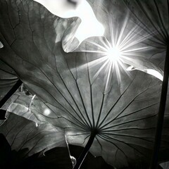 Black and white lotus leaves under bright sunlight