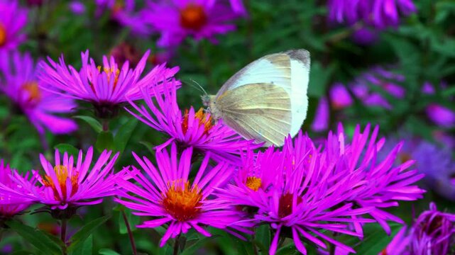 Cabbage butterfly Pieris brassicae - white butterfly collects nectar on Astra flowers in the garden
