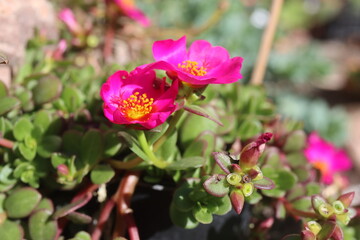 Portulaca umbraticola portulaka bylina