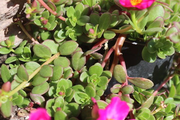 Portulaca umbraticola portulaka bylina