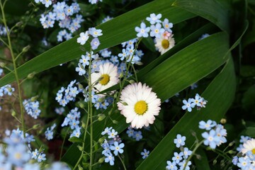 Summer forget-me-nots and white petal daisies on wide green leaves background