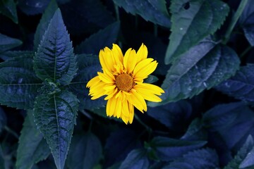 Heliopsis helianthoide, Tuscan Sun False Sunflower center on dark leafy background