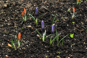 Spring crocus in the snow, lit by the sun.