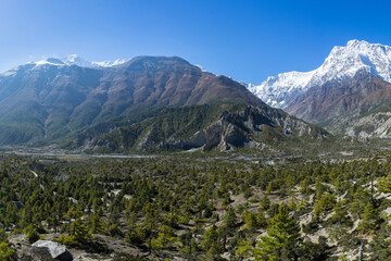 Panoramic view of a breathtaking mountain range with lush forest in the foreground