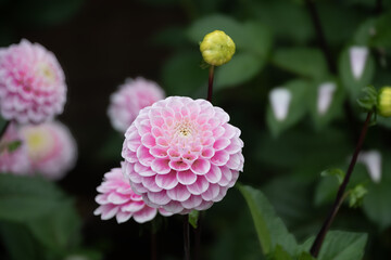 pink and white dahlia