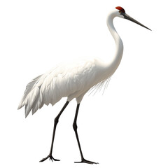 Obraz premium An inspiring image of a crane in flight, capturing the grace and beauty of this magnificent bird against a vivid sky, ideal for nature enthusiasts and wildlife publications.