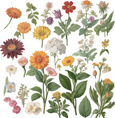 Flowers floral pattern on white background