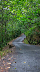 Obraz premium Senderos para disfrutar del Parque Natural de las Fragas do Eume