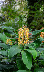 Fototapeta premium Grandes flores amarillas de Hedychium gardnerianum