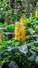 Grandes flores amarillas de Hedychium gardnerianum