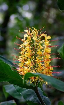 Grandes flores amarillas de Hedychium gardnerianum