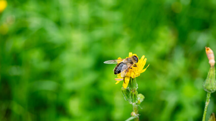 Una mosca posada en una flor silvestre amarilla.
