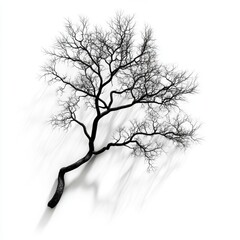 Obraz premium Ethereal Tree Branches Shadow Blur - 3D Render on White Background
