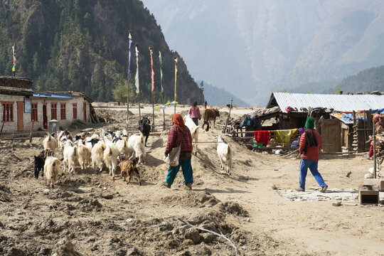 Villagers tending to their goats in a mountainous rural area with traditional buildings.