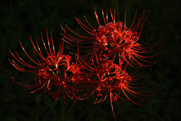 夕闇のなか浮かび上がる妖艶な彼岸花