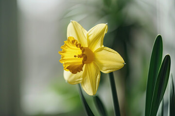 Fototapeta premium single yellow daffodil in perfect focus, showcasing its vibrant petals and delicate details