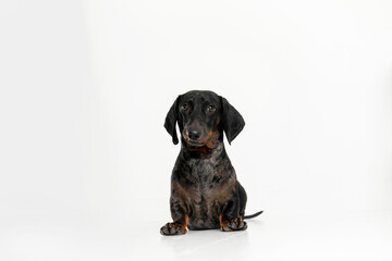 Dachshund Dog Sitting on White Background. Dog isolated on white