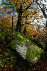 A stunning natural boulder rock rises out of the dense forest, demonstrating the power of erosion and nature's geology.