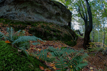 A stunning natural boulder rock rises out of the dense forest, demonstrating the power of erosion and nature's geology.