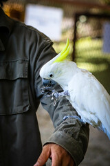 train cockatoo resting on a man arms
