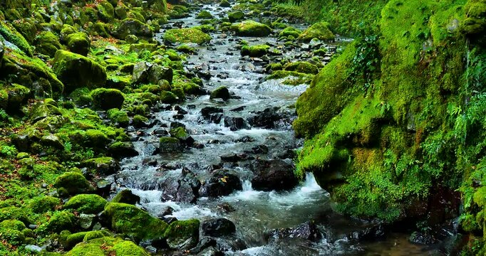 Forest stream with green moss growing on rocks