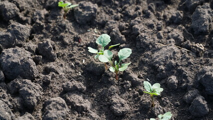 Rape. Winter rape grows in the autumn field. Brassica napus. n