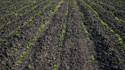 Rape. Winter rape grows in the autumn field. Brassica napus. n