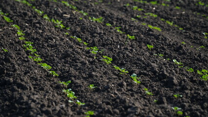 Winter rapeseed grows on the farm field. n