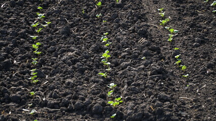 Rape. Winter rape grows in the autumn field. Brassica napus. n