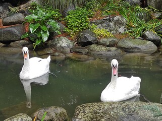 swans on the lake