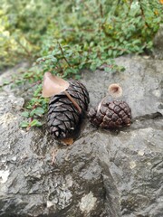 Mushrooms sprouted from spruce cones
