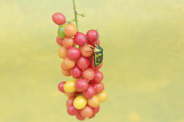A harlequin bug is looking for food in a collection of wild plant fruits. This beautiful, rainbow-colored insect has the scientific name Tectocoris diophthalmus.