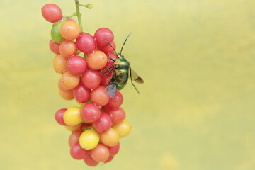 A harlequin bug is looking for food in a collection of wild plant fruits. This beautiful, rainbow-colored insect has the scientific name Tectocoris diophthalmus.