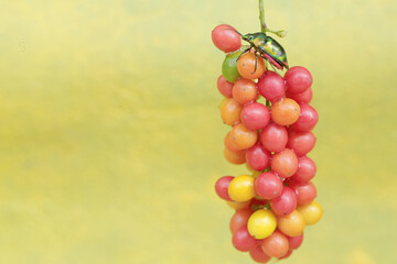 A harlequin bug is looking for food in a collection of wild plant fruits. This beautiful, rainbow-colored insect has the scientific name Tectocoris diophthalmus.