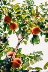 Close-up of ripening peaches hanging from a branch on a fruit tree, viewed from below, with green leaves and a bright sky in the background. The peaches are orange, juicy, and fresh.
