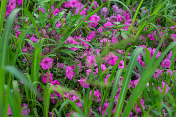 Vibrant purple petunias bloom in an overgrown garden, nestled among tall green grass and leaves, creating a natural, lush outdoor scene. Showcasing untouched nature in bloom.
