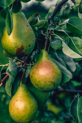 Close-up of three ripening green pears hanging from a branch with green leaves in a garden, with red and brown spots visible on the skin. The scene is natural, fresh, and outdoors.
