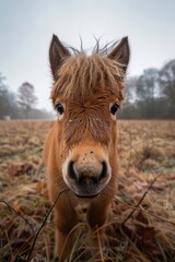 Obraz premium A young, adorable pony with a shaggy mane standing in a misty field during an early morning, capturing the essence of nature's tranquil beauty