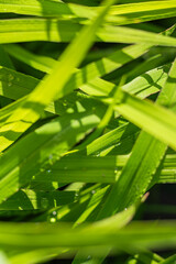 A close-up of long green grass blades, with droplets of water resting on them, illuminated by...