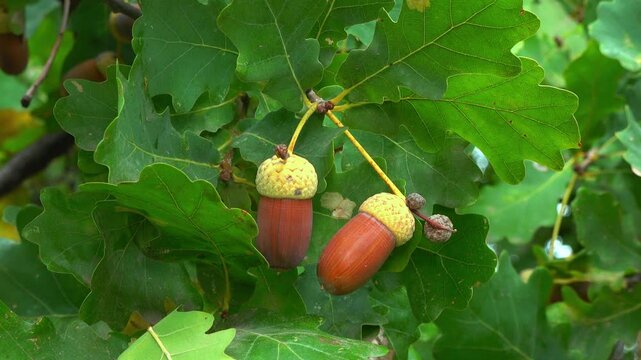 Quercus robur - the pedunculate oak or English oak, brown acorns on a tree against a background of green leaves